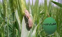 آفت سن گندم یکی از آفات همگانی است ..مبارزه با این آفت بدون مشارکت کشاورزان عزیز امکان پذیر نمی باشد 