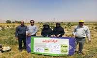 کیل گیری از مزرعه پیاز خوراکی در شهرستان کیار
