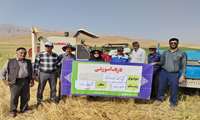 کیل گیری از مزرعه نخود دیم در شهرستان کیار