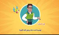 توصیه کشت دانه روغنی گیاه کاملینا