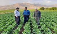 پیشتازی شهرستان کیار در انعقاد قرارداد کشت چغندرقند