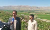 برداشت گل محمدی از مزارع گلستان‌های شهرستان فارسان