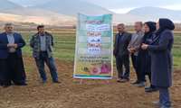 کشاورزان گرامی آفت برگخوار پاییزه را جدی بگیرند 