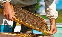 گزارش خبری از  آغاز سرشماری زنبورستانهای استان چهارمحال و بختیاری 