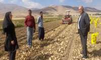 پیش بینی برداشت بیش از ۵۶ هزارتن سیب زمینی از مزارع بخش گندمان 