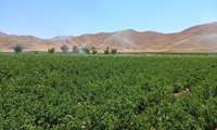 بیش از ۷۲ هزار هکتار از اراضی استان به سامانه های نوین آبیاری مجهز شده است
