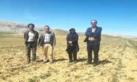 بازدید کارشناسان از مزرعه ۱۲۰ هکتاری نخود دیم در شهرستان کیار؛ وضعیت مطلوب گزارش شد