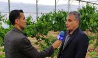  تهیه گزارش خبری واحد اطلاعات و اخبار صدا و سیمای مرکز استان چهارمحال و بختیاری از به ثمر نشستن درختان گیلاس در محیط گلخانه