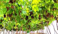 تهیه گزارش خبری واحد اطلاعات و اخبار صدا و سیمای مرکز استان چهارمحال و بختیاری از به ثمر نشستن محصول انگور در محیط گلخانه