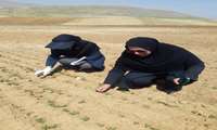 بازدید کارشناسان جهاد کشاورزی از پایگاه نوآوری نخود در شهرستان بروجن