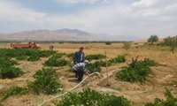 خبر خوش برای باغداران شهرستان کیار: اجرای طرح آبرسانی سیار به باغات در معرض خشکسالی ادامه دارد .