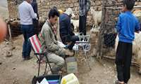 آغاز طرح اصلاح نژاد ۶۰۰۰ راس دام سبک در چهارمحال و بختیاری با هدف افزایش چندقلوزایی