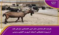 بازدید کارشناسان دفتر امور اقتصادی از سازمان تات از پروژه تحقیقاتی آمیخته گری بز آلپاین و بز بومی