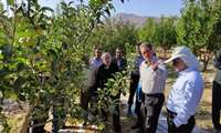 بازدید مسئولان استانی از نهالستان و باغ مادری نمونه در سامان