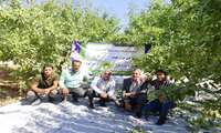 رکورد ۸ تن برداشت بادام در هکتار با همت باغدار سامانی