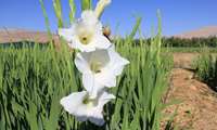 کشت گلایول به عنوان الگویی نو در کشت‌های زینتی و کم‌آب‌بر 