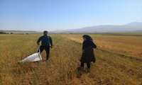 بازدید کارشناسان جهاد کشاورزی لردگان از مزارع دیم دهستان ریگ؛ خسارت سنگین آفت سن در چنار محمودی