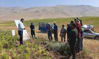 اجرای پایگاه نوآوری عدس دیم در روستای عباس‌آباد دیناران با هدف جهش تولید