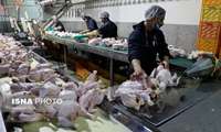 در سه ماهه امسال: بیش از ۹۰۰۰ تن گوشت مرغ و بوقلمون روانه بازار چهارمحال و بختیاری شد