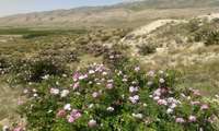 بازدید از مزرعه ۱۰ هکتاری کشت گل محمدی در روستای چشمه‌علی بروجن
