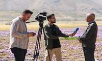 کشت زعفران؛ راهکاری برای مقابله با بحران آب  در استان چهارمحال وبختیاری