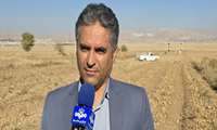 چهارمحال و بختیاری؛ تولیدکننده برتر سیب‌زمینی سالم و صرفه‌جو در مصرف آب