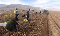 کیل‌گیری از مزرعه سیب‌زمینی در روستای سندگان شهرستان فلارد  