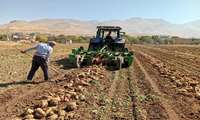 آغاز برداشت چغندر قند در شهرستان فارسان