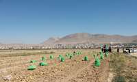 فعالیت  ۲۰ سردخانه فعال و تخصصی ذخیره سیب‌زمینی در شهرستان بروجن 