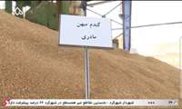 تأکید بر اهمیت استفاده از بذرهای اصلاح‌شده در چهارمحال و بختیاری برای افزایش عملکرد و مقاومت گیاهان