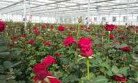 خبر خوب برای گلخانه‌داران