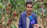 تهیه گزارش خبری واحد اطلاعات و اخبار صدا و سیمای مرکز استان چهارمحال و بختیاری از آغاز برداشت محصولات گلخانه ای خارج از فصل 