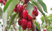 برای اولین‌بار در کشور؛ تولید گیلاس خارج از فصل در چهارمحال و بختیاری