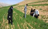 بازدید میدانی کارشناسان جهاد کشاورزی ازمحصولات پاییزه زراعی شهرستان کیار