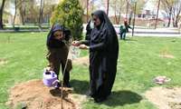 رویش طراوت درخت در پارک تهلیجان؛ گامی بلند برای حفاظت از خاک و طبیعت در چهارمحال و بختیاری
