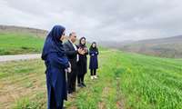 بازدید کارشناسان طرح پایداری دیمزارها از مزارع گندم، جو، نخود و عدس شهرستان فلارد