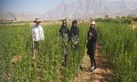تداوم پایش تخصصی نهالستان‌های چهارمحال و بختیاری برای تولید نهال سالم