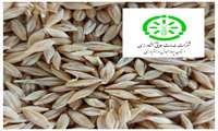  آغاز عملیات تخلیه محصول جو بذری در سایت بوجاری شماره ۱ شرکت خدمات حمایتی کشاورزی استان چهار محال و بختیاری