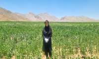 مزرعه ۱۸ هکتاری گلرنگ دیم در شهرستان  شهرکرد؛ نویدبخش جهش تولید در دیمزارهای استان