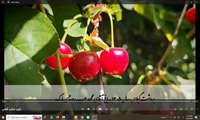 رکوردشکنی در برداشت گیلاس/ عملکرد خیره‌کننده باغ نمونه در شهرستان سامان