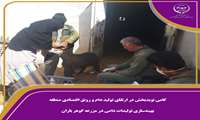 گامی نویدبخش در ارتقای تولید دام و رونق اقتصادی استان