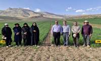 بازدید مدیر زراعت جهاد کشاورزی استان از مزرعه مقایسه ای تراکم گندم آبی سالار (PDT)در شهرستان بروجن (بلداجی)