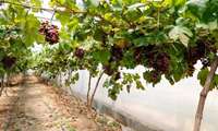 روایت شیرین شکوفه‌های بی‌فصل در گلخانه‌های سامان