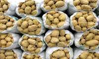 محدودیت صادرات سیب‌زمینی در چهارمحال و بختیاری برداشته شد
