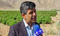 بهره وری سبب تضمین امنیت غذایی، برنامه های جهاد کشاورزی برای جهش بهره وری در سال اقتصاد مقاومتی