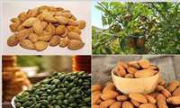 با تکمیل زنجیزه تولید وفراوری بادام، بهره وری اقتصادی این محصول افزایش می یابد