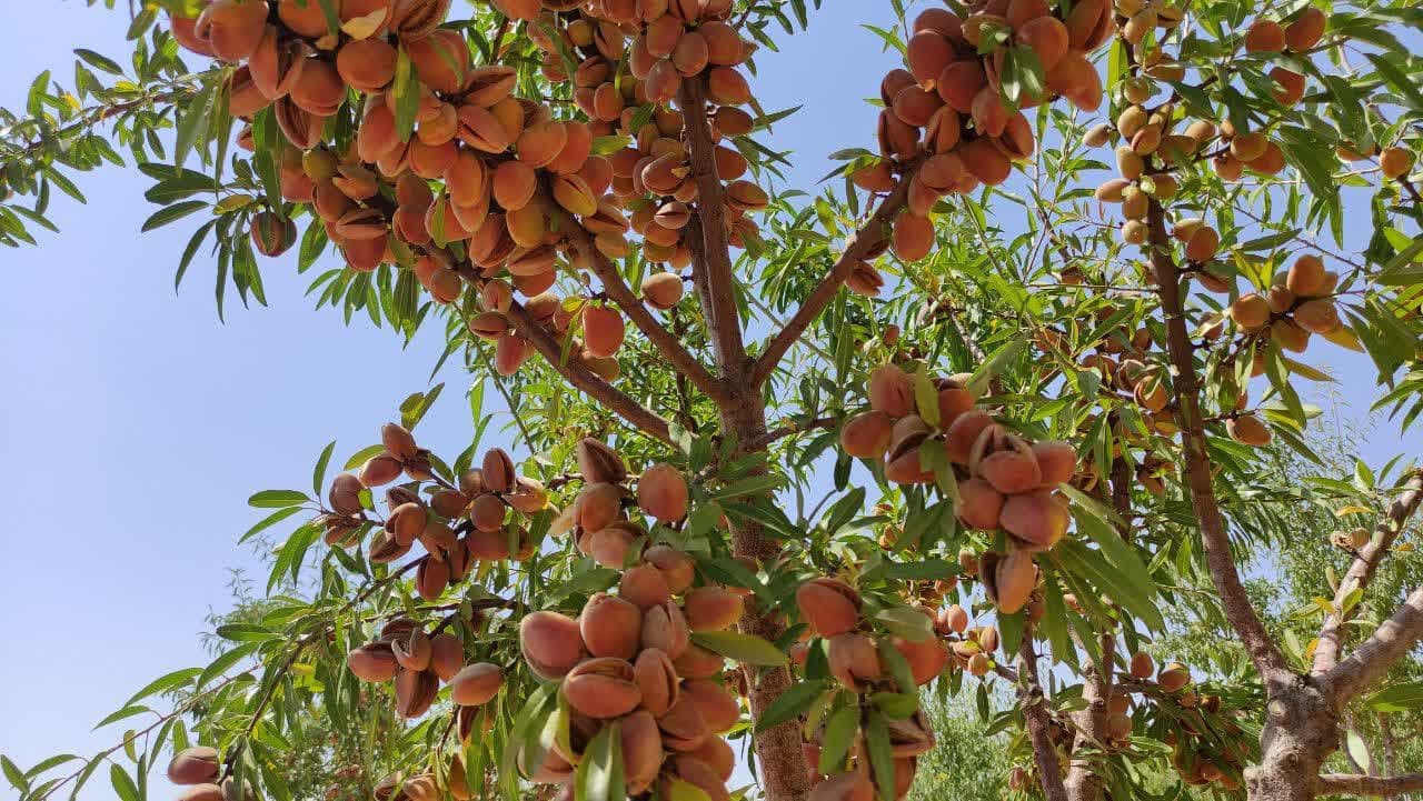 خبرهای خوب برای بادام‌کاران!