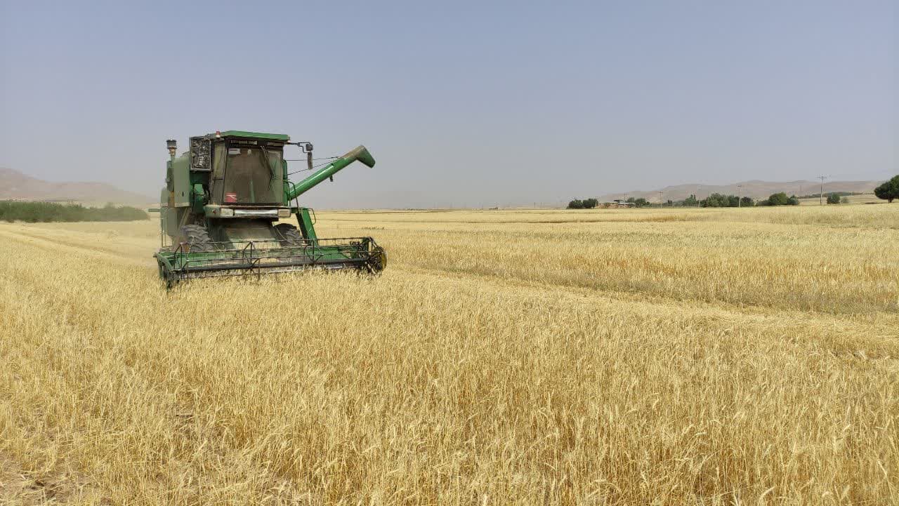  خبر خوش برای سفره‌های ایرانی! پیش‌بینی برداشت ۸۰ هزار تن گندم در چهارمحال و بختیاری