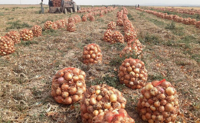 برداشت ۴۰ هزار تن پیاز در چهارمحال و بختیاری