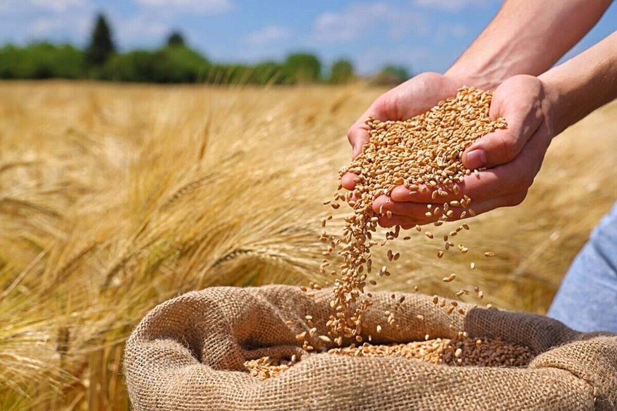 آغاز خرید تضمینی گندم مازاد بر نیاز کشاورزان در چهارمحال و بختیاری
